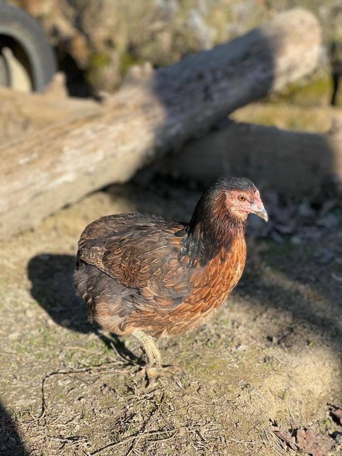 Penzion Al Giardino Degli Etruschi Chiusi Exteriér fotografie